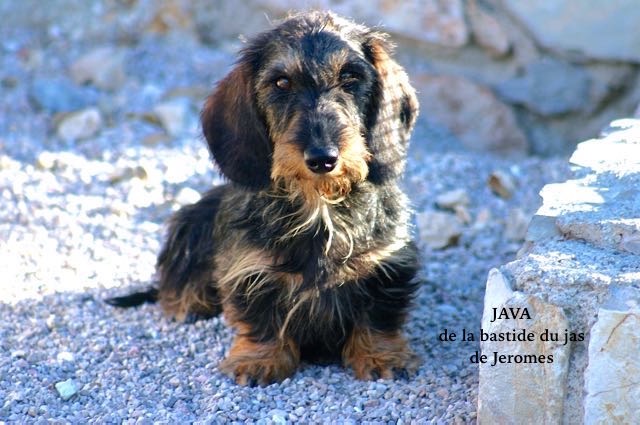 Java de la Bastide du Jas de Jeromes