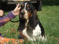 Étalon Basset Hound - J'adore coco des menthes sauvages