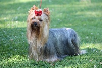 Étalon Yorkshire Terrier - Gwendy love de la vallée du mainland