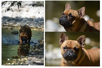 Étalon Bouledogue français - Jude perfection Du Domaine Des Boule Rott