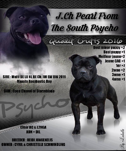 CH. pearl from the south psycho 