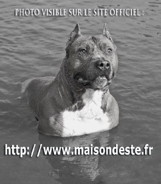 Publication : De la Maison d'Este Auteur : Photo:Vanoosthuyse Frantz