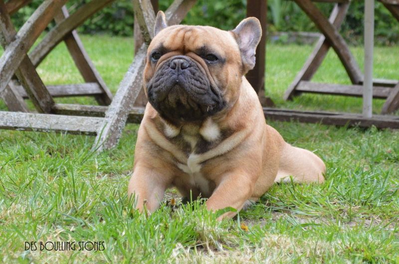 Ike jagger Du Domaine Des Boule Rott