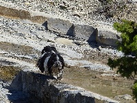 Étalon Shih Tzu - Laïka De L'haba Simkhyi