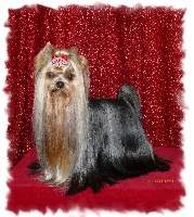 Étalon Yorkshire Terrier - First-class *firsty* du Puy Doré