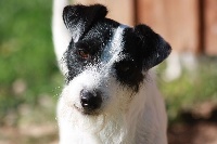 Étalon Parson Russell Terrier - CH. cumbreck Jack the lad