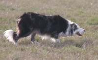 Étalon Border Collie - Blue boy du domaine de la Tinardiere