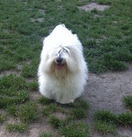 Étalon Coton de Tulear - Loy du Domaine du Chai de Majolan