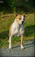 Étalon American Staffordshire Terrier - Gorgeous poé du Parc de Combreux