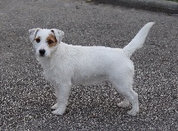 Étalon Jack Russell Terrier - Lolipop du creux du nant