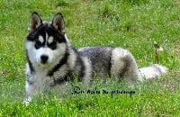 Étalon Siberian Husky - Mélody de l'écume des cimes blanches