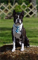 Étalon Boston Terrier - Privilege du blanc Of nimiloxus