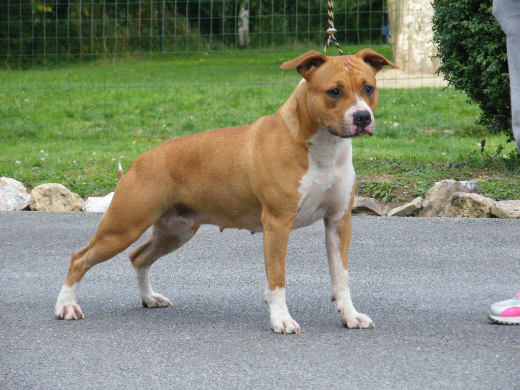 Mawashi geri Paradise Of Crystal Dogs