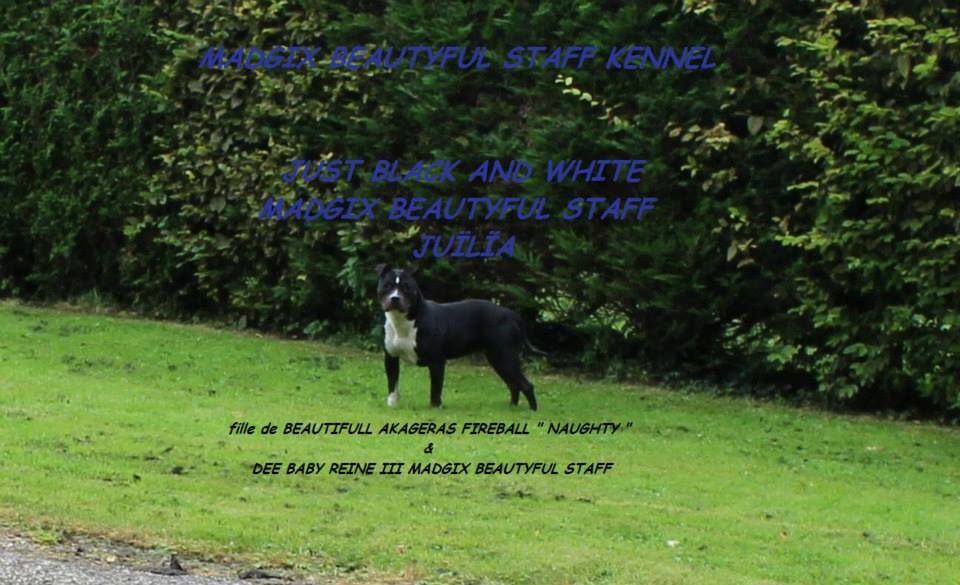 Publication : Madgix beautyful staff Auteur : MADGIX BEAUTYFUL STAFF KENNEL