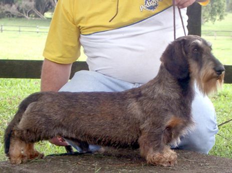 CH. treis pinheiros Irish fighter