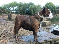 Étalon Bulldog Anglais - So Lovely Bull's Miss marple