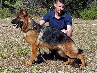 Étalon Berger Allemand - Nina de la vallee de l etna