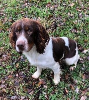 Étalon English Springer Spaniel - Nat des Etangs de Dame Blanche