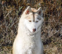 Étalon Siberian Husky - Indiana de L'Igloo des Sables