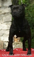 Étalon Staffordshire Bull Terrier - lackyle Aon toradh