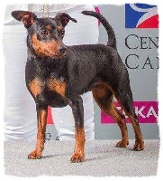 Étalon Pinscher nain - CH. Oxalis Des Pinchoux Nain