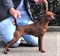 Étalon Pinscher nain - CH. Roses are red vandervord