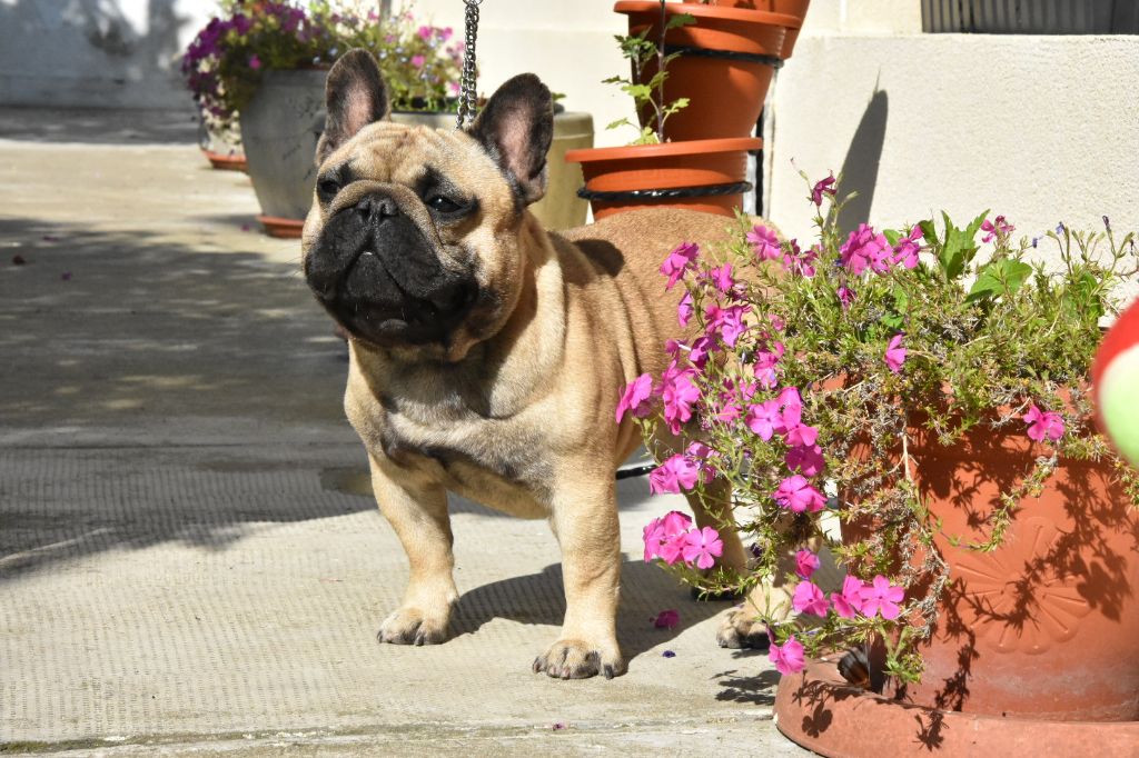 Oscar Du Domaine Des Boule Rott