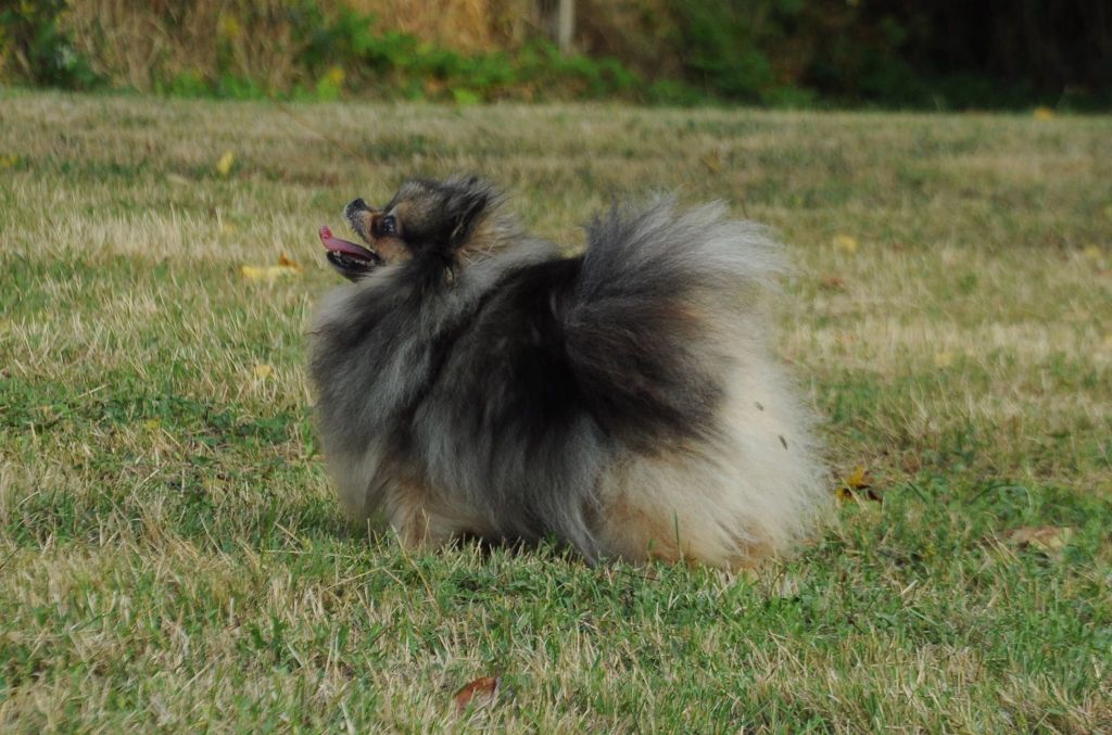 Pimpinela pepper da casa dos rosnantes