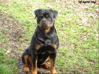 Étalon Rottweiler - Omera dit aslan Von Der Königreich Das Rott