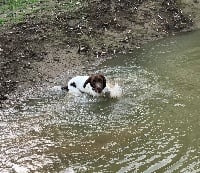 Étalon English Springer Spaniel - Otop des Etangs de Dame Blanche