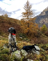 Étalon Setter Anglais - TR. Llord Du Sous Bois De Balmette