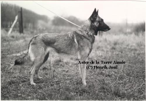 CH. Aster De la terre aimée