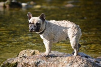 Étalon Bouledogue français - Ilgua la douce (Sans Affixe)