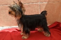 Étalon Yorkshire Terrier - Horfeo's Sweet fantasy