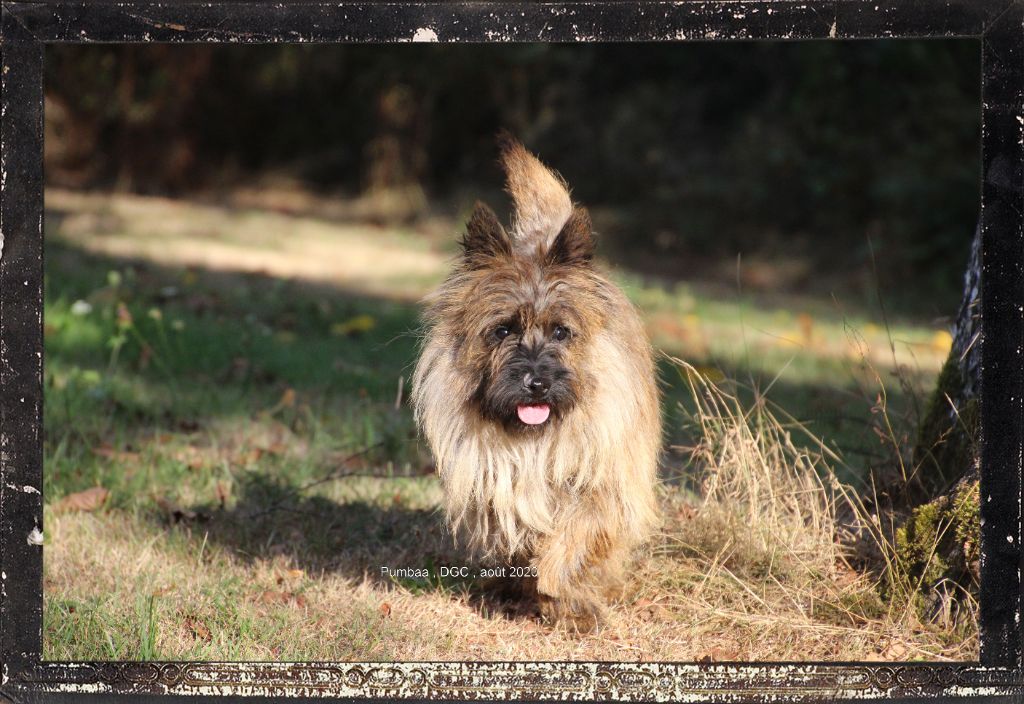 Pumbaa Des Monts de Galloway