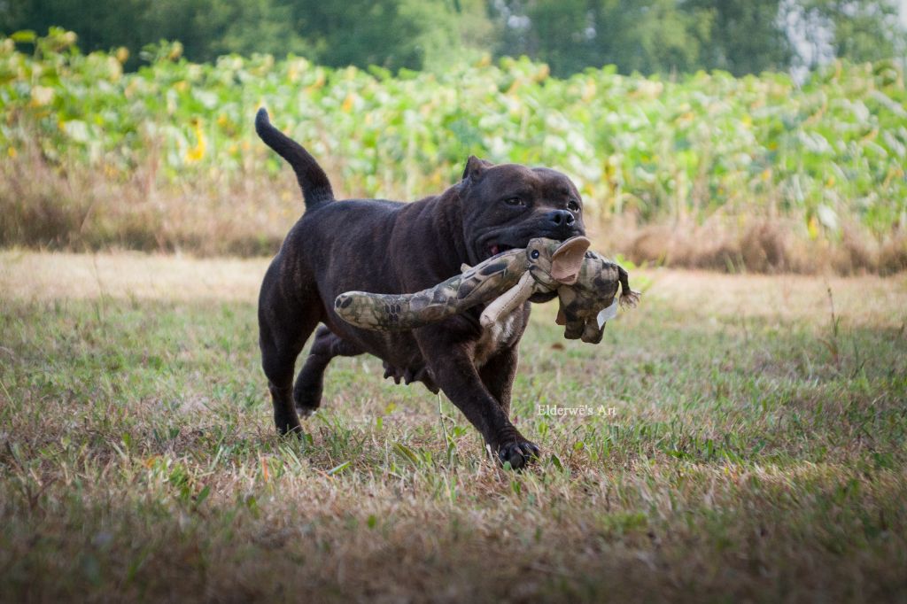 Nala des loupiots du lolazo