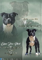 Étalon Staffordshire Bull Terrier - F-jch. mako Of Black Lovely Staffie