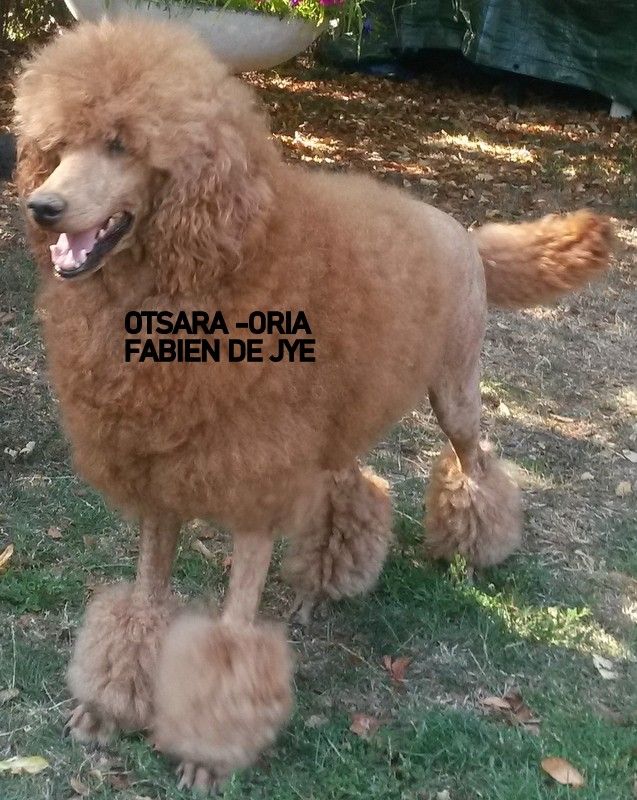 Otsara-oria grand ( caniche royal) confirmée Fabien de jye