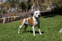 Étalon American Staffordshire Terrier - Lady mystique De Rockstar Dog