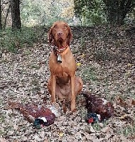 Étalon Braque hongrois à poil court (Vizsla) - Molly Du clos de la beaume