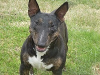 Étalon Bull Terrier Miniature - Nice girl of kmb at royal belvedere (Sans Affixe)