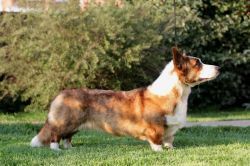 CH. corgi na volge Berta sagolik