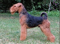 Étalon Airedale Terrier - CH. Noble prince (nils) du Clos de Clairdouet