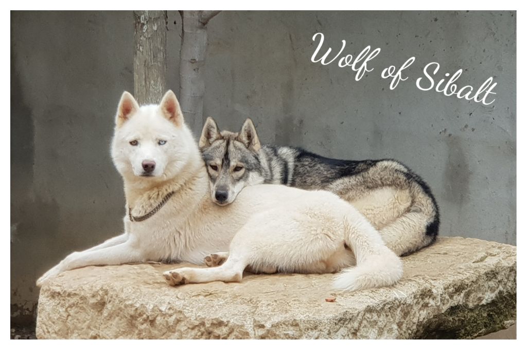 Publication : Wolf Of Sibalt 