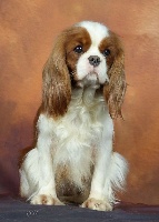 Étalon Cavalier King Charles Spaniel - Purdey De la geode