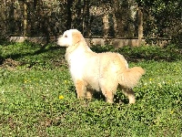 Étalon Golden Retriever - Pippa De La Lagune De Montdesir