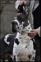 Étalon Dogue allemand - Om ojayit du Cerbere d'Eyjeaux