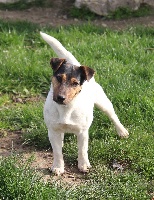 Étalon Jack Russell Terrier - Rebelle du creux du nant