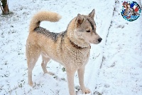 Étalon Siberian Husky - Only dazzling like fireworks Of Northern Lights Spirit