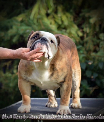 Étalon Bulldog Anglais - Nast beauty star De kalinka des roches blanches